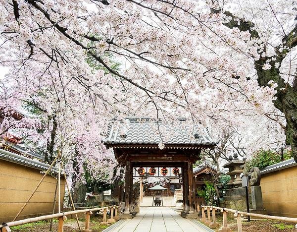 ⛩️ 신이산 매조원 (아라이산 바이쇼인) 이미지 3